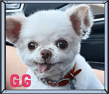 Laika Dog Cat and GG Dog
